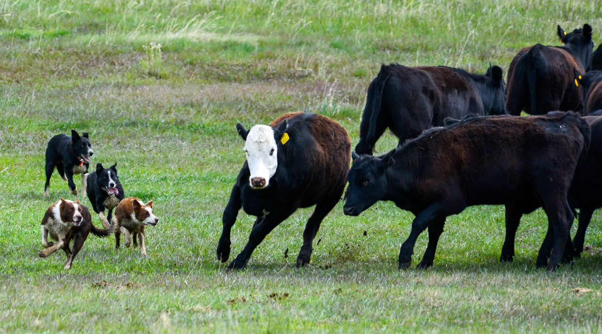 Wolves Middle Park Rancher-3.jpg (copy)